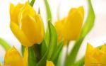 April flowers bring...